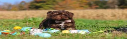Cavapoo dogs for sale: Cocoa - Ad 2