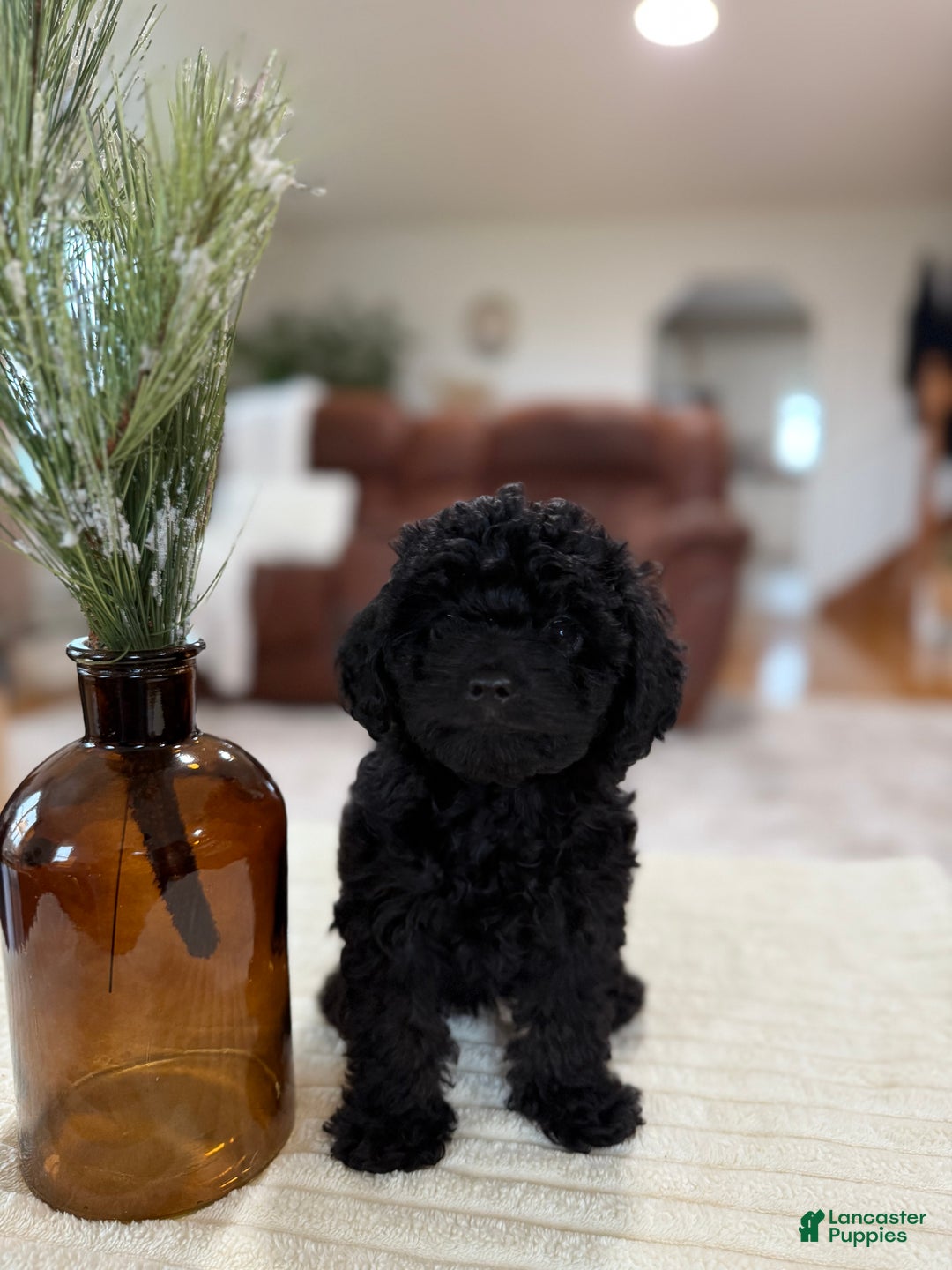 Maltipoo dogs for sale: Saddie  - Ad 1