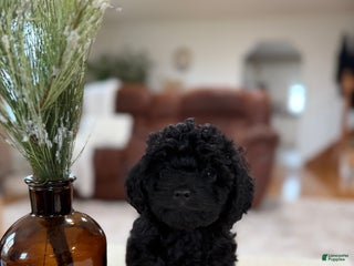 Maltipoo dogs Saddie - Ad 38