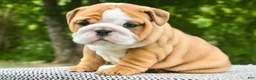 English Bulldog dogs for sale: Lainey - Ad 2