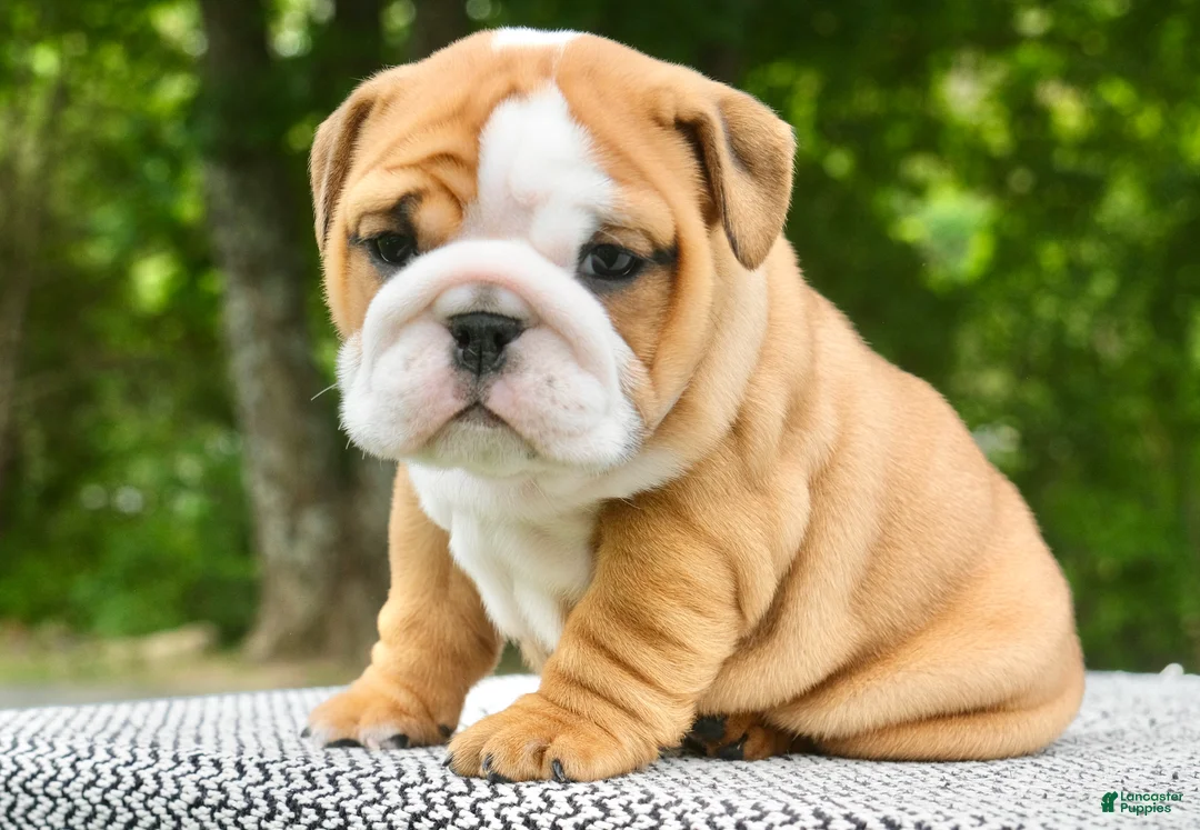 English Bulldog dogs for sale: Lainey - Ad 2