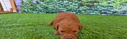 Goldendoodle dogs for sale:  Louie - Ad 3