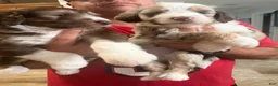 Aussiedoodle dogs for sale: Aussiedoodle 5 - Ad 14