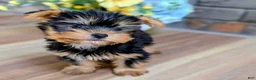 Yorkshire Terrier dogs for sale: Rolex - Ad 4