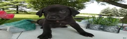 Sheprador dogs for sale: Sheprador 5 Rolly - Ad 3