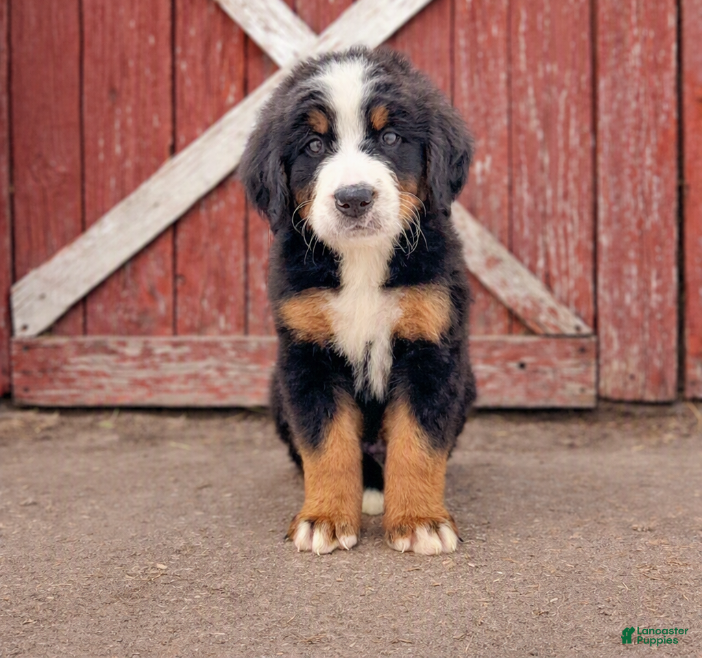 Bernese Mountain Dog dogs Ivan - Ad 1