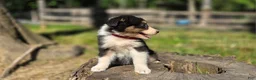 Australian Shepherd dogs for sale: Australian Shepherd Puppy "Zara" - Ad 5