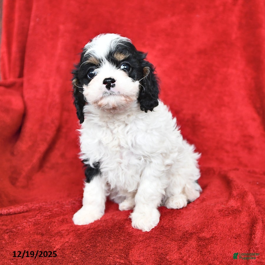 Cavapoo dogs Greta - Ad 2