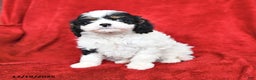 Cavapoo dogs for sale: Greta - Ad 2