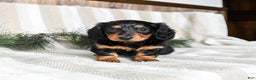 Miniature Dachshund dogs for sale: Caramel - Ad 4
