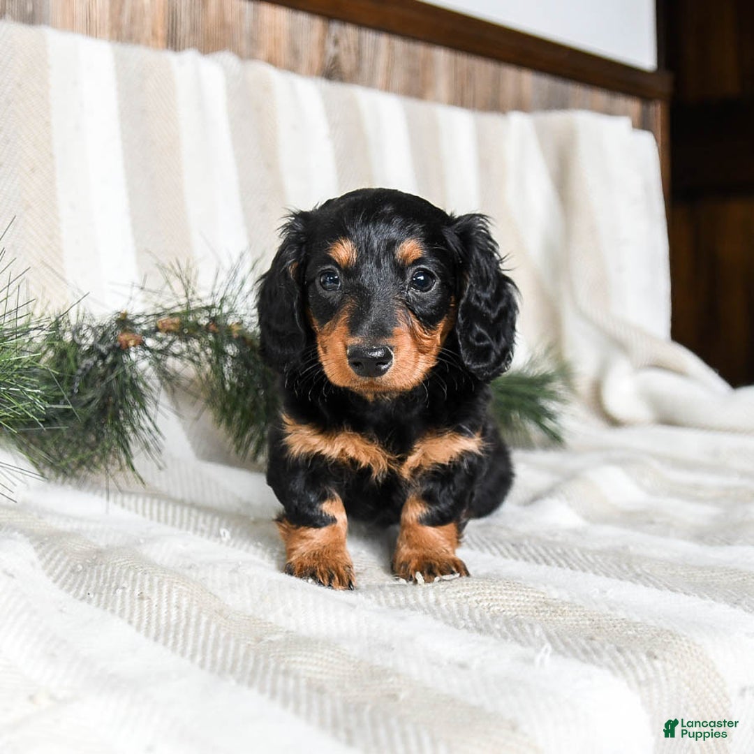 Miniature Dachshund dogs for sale: Caramel - Ad 4