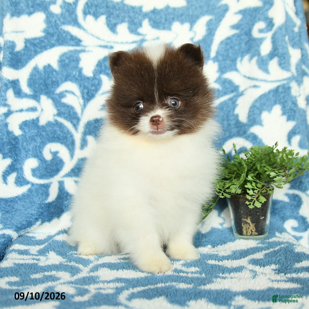 Pomeranian dogs for sale: Harry Teacup - Ad 2