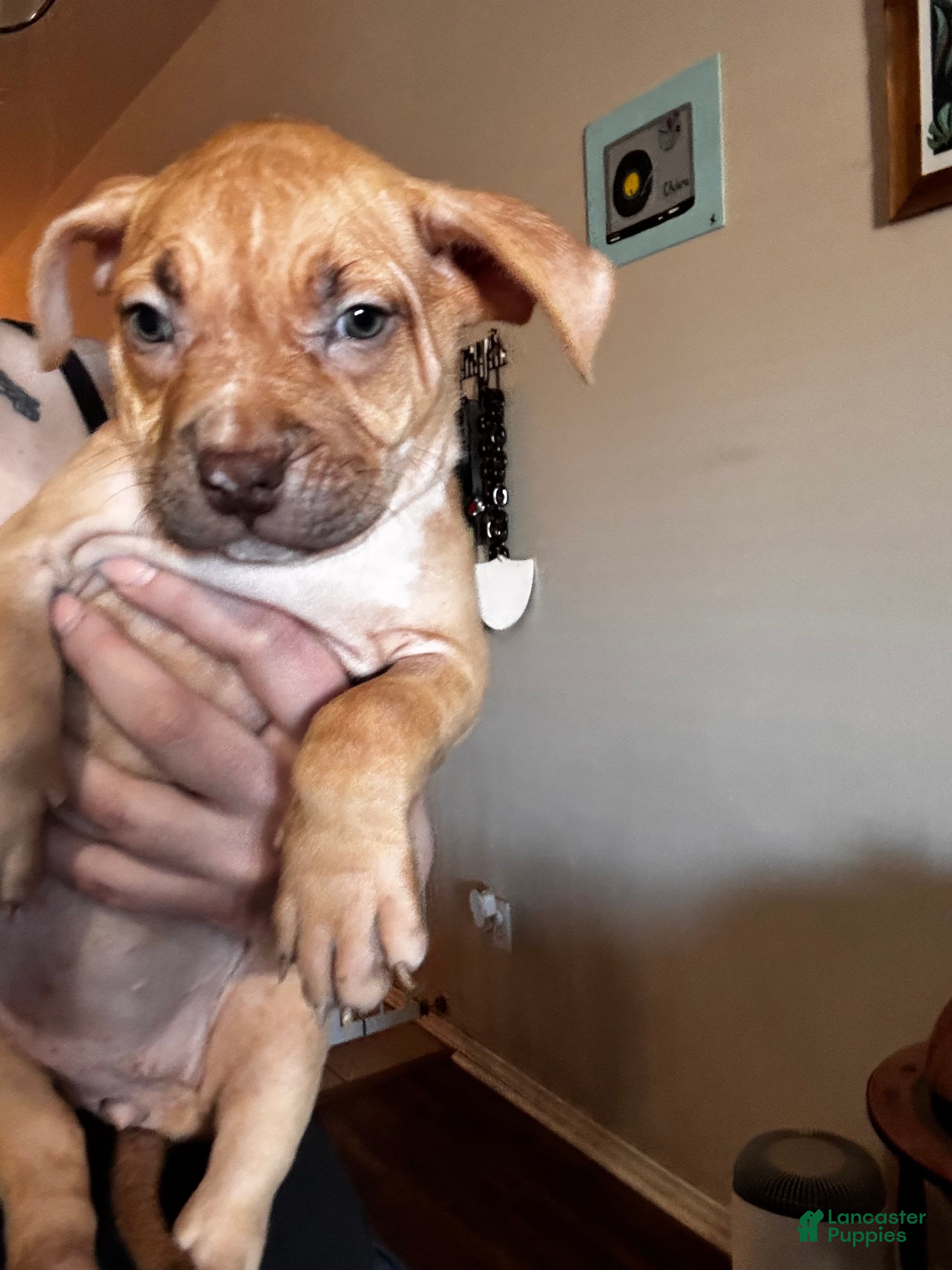 Mixed Breed dogs Mixed Breed Puppy 3 - Ad 24