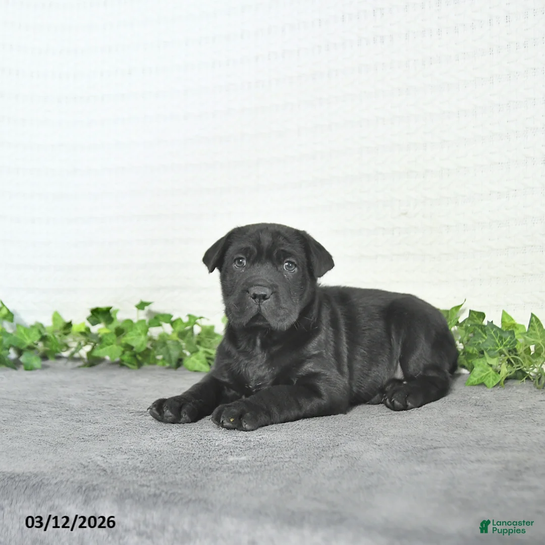 Mini Hippo dogs for sale: Cash - Ad 3