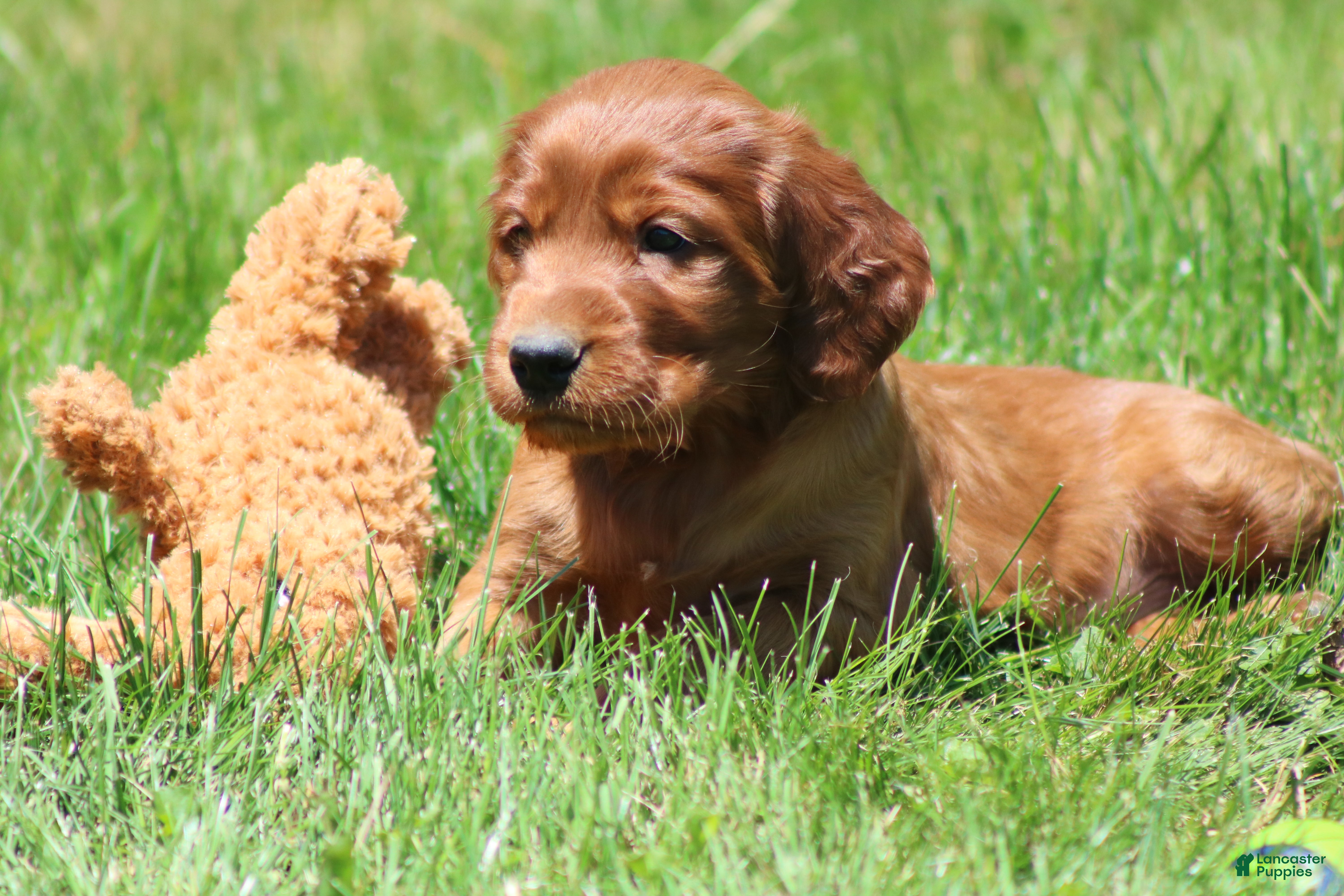 Irish Setter dogs for sale: Ricky - Ad 1