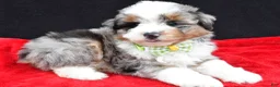 Mini Aussiedoodle dogs for sale: Gaven  - Ad 9