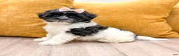 Shihpoo dogs for sale: Queenie - Ad 3