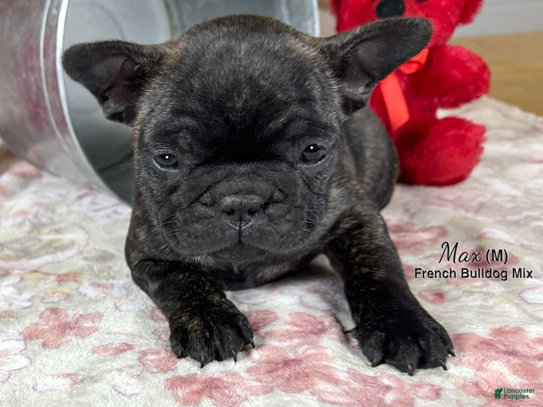 Mixed Breed dogs for sale: Max - Ad 4