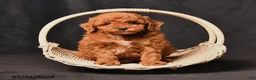 Toy Poodle dogs for sale: Biscuit - Ad 3