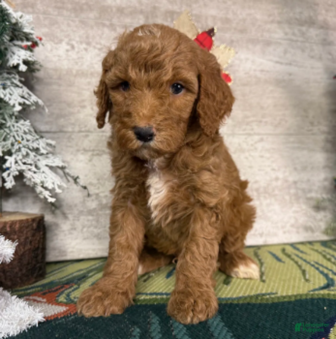 Miniature Poodle dogs for sale: Baxter - Ad 3