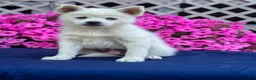 Pomsky dogs for sale: Sierra  - Ad 6
