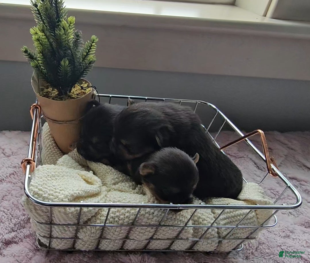 Mixed Breed dogs for sale: Louis - Ad 3