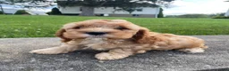 Mixed Breed dogs for sale: Gus - Ad 2