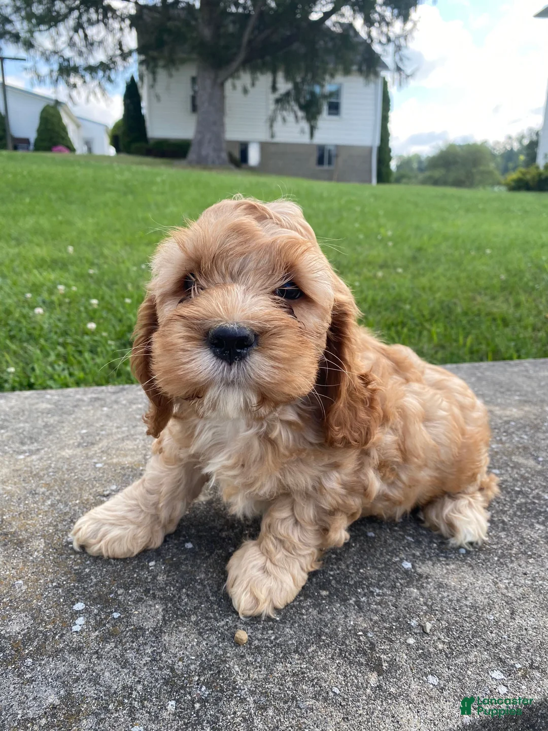 Mixed Breed dogs for sale: Gus - Ad 2