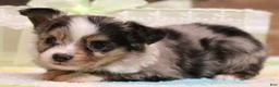 Toy Australian Shepherd dogs for sale: Fairy blue merle Toy Aussie f - Ad 4