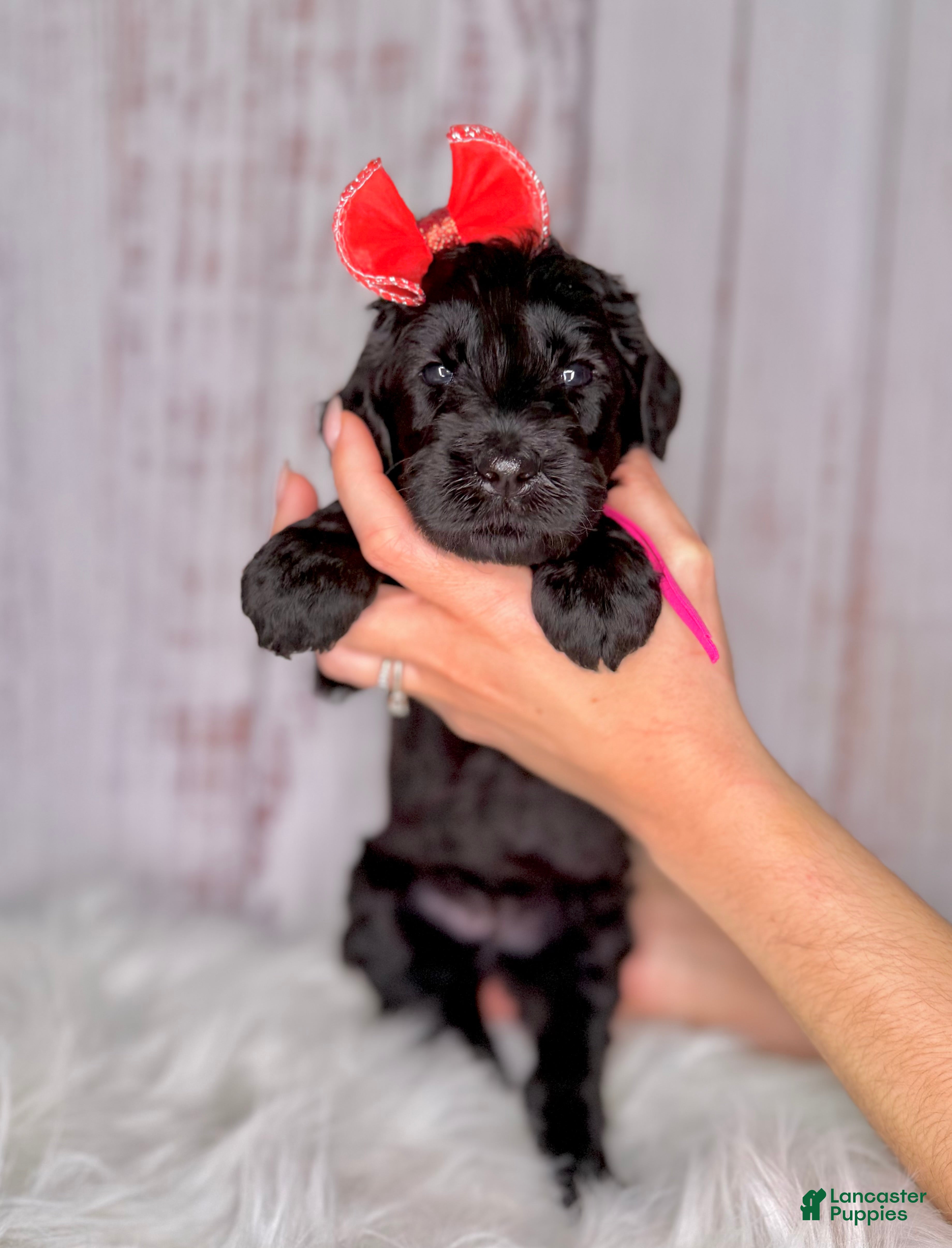 Goldendoodle dogs Goldendoodle Pink - Ad 2