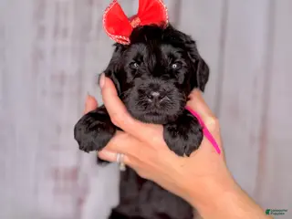 Goldendoodle dogs Goldendoodle Pink - Ad 2