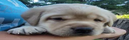 Labrador Retriever dogs for sale: Legend  - Ad 5