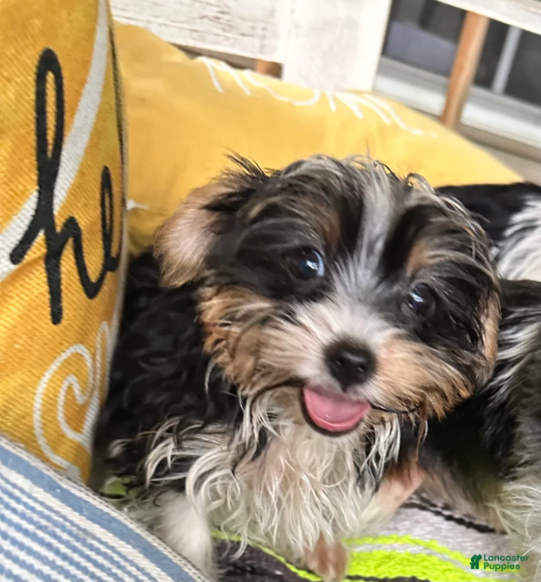 Yorkshire Terrier dogs for sale: Yorkshire Terrier 2 - Ad 2
