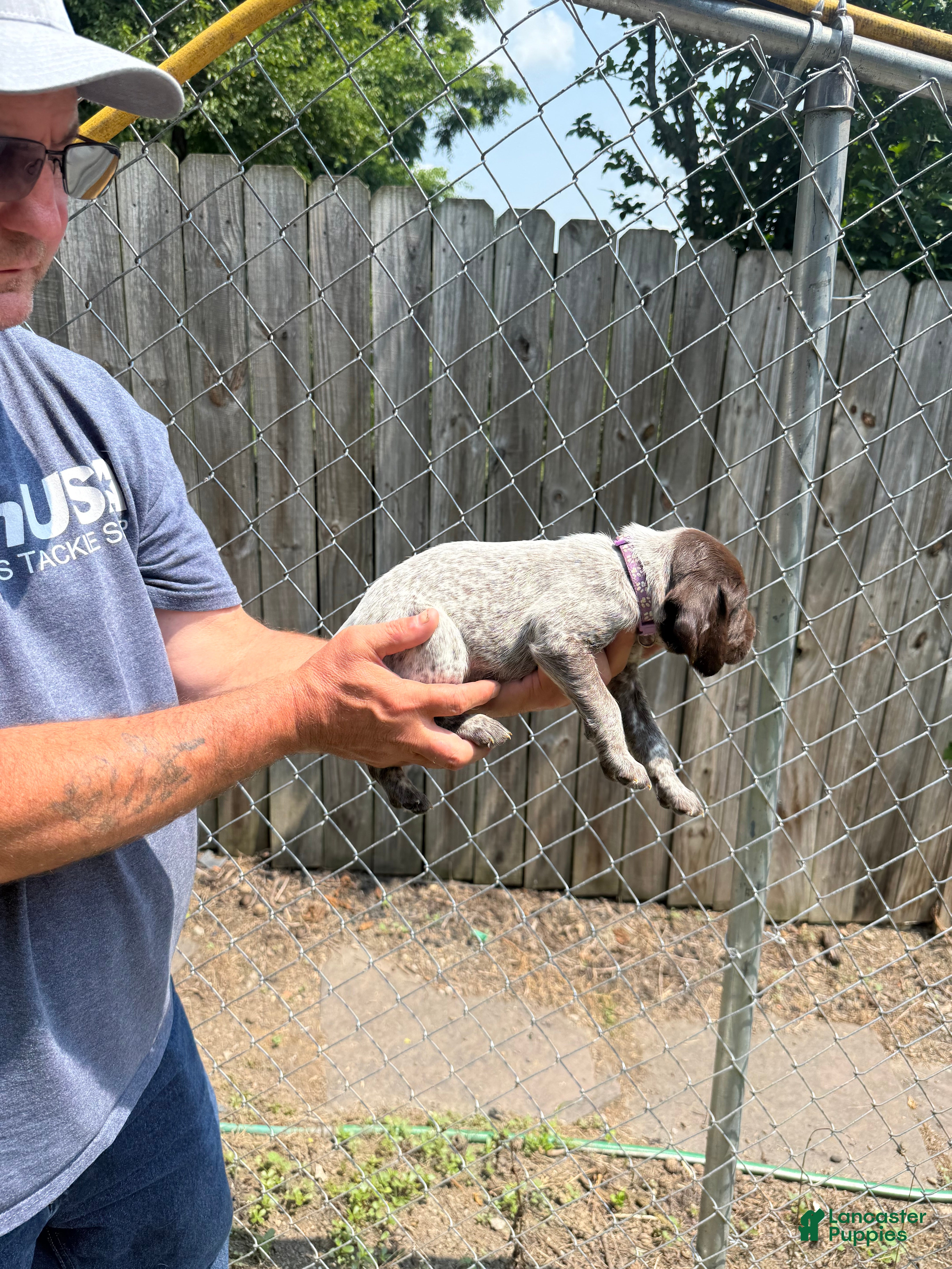 German Shorthaired Pointer dogs Max - Ad 11
