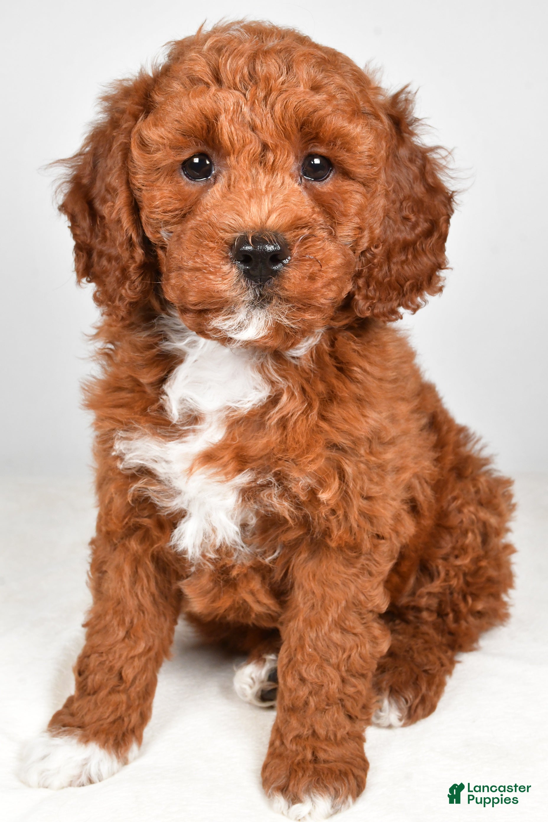 Mini Goldendoodle dogs Prince - Ad 2