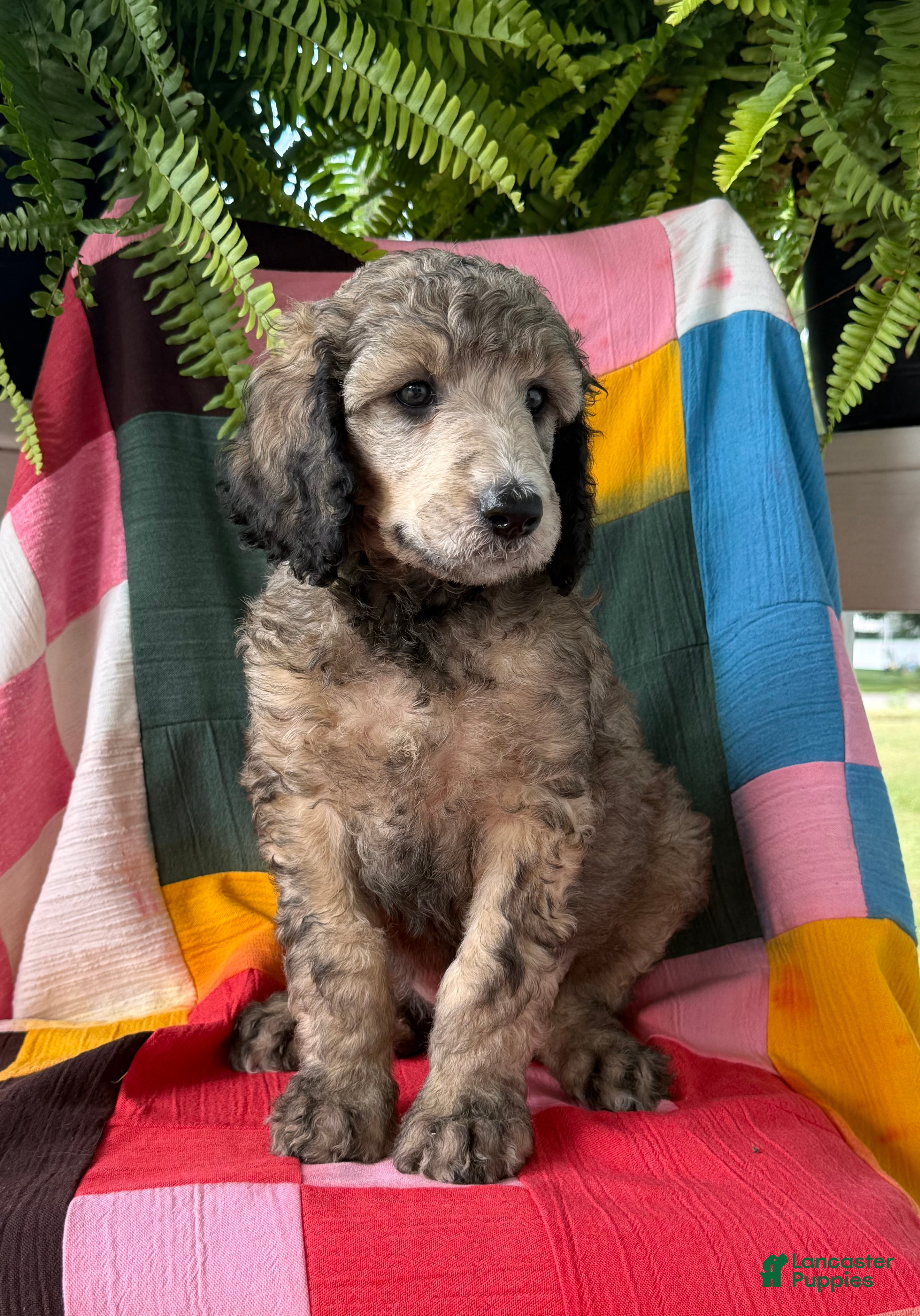 Standard Poodle dogs Hermes - Ad 1