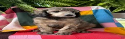Standard Poodle dogs for sale: Hermes - Ad 1