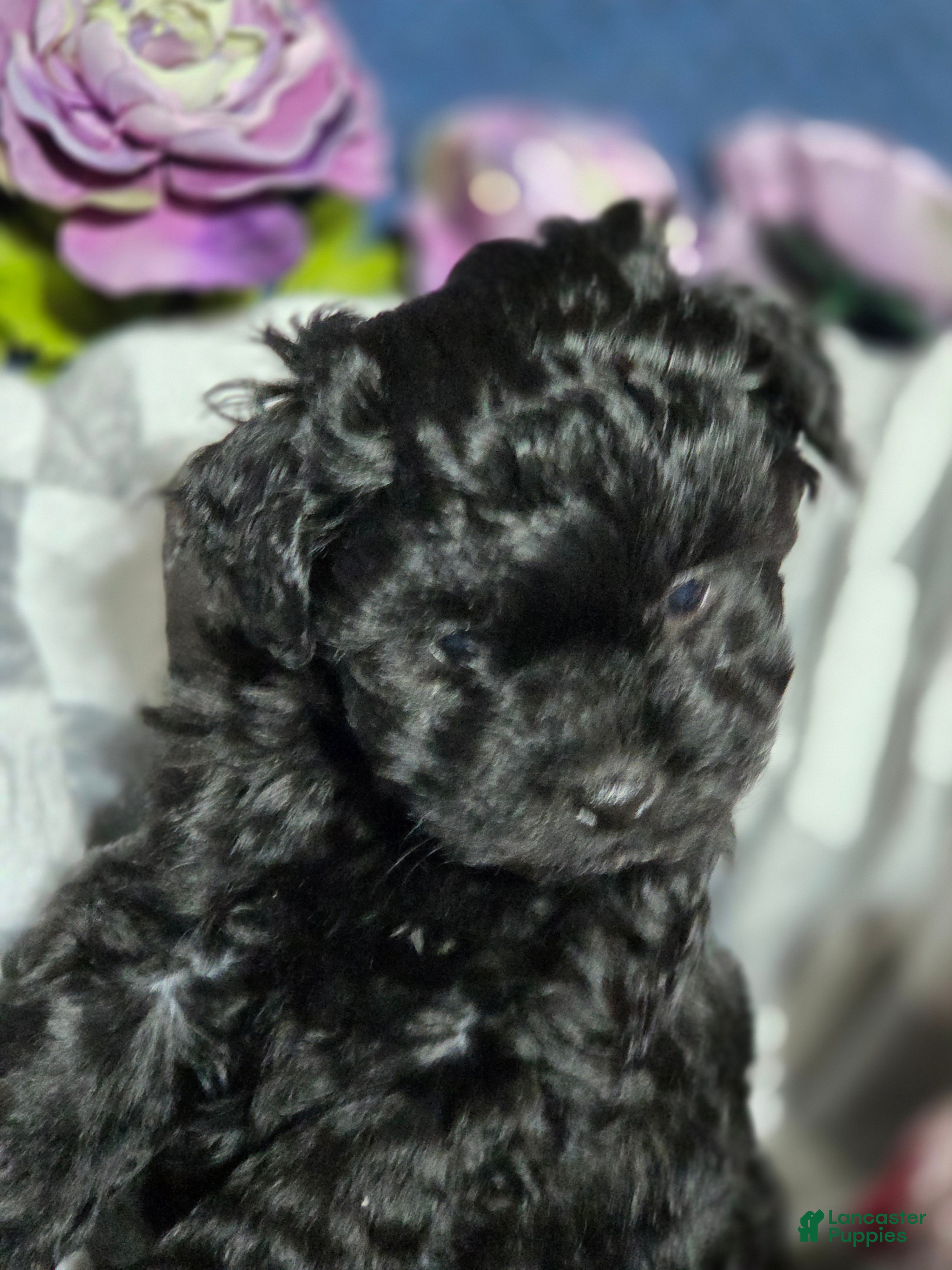 Mixed Breed dogs Runt - Ad 4