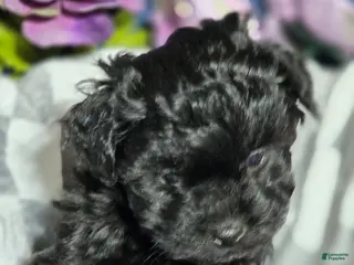 Mixed Breed dogs Runt - Ad 25