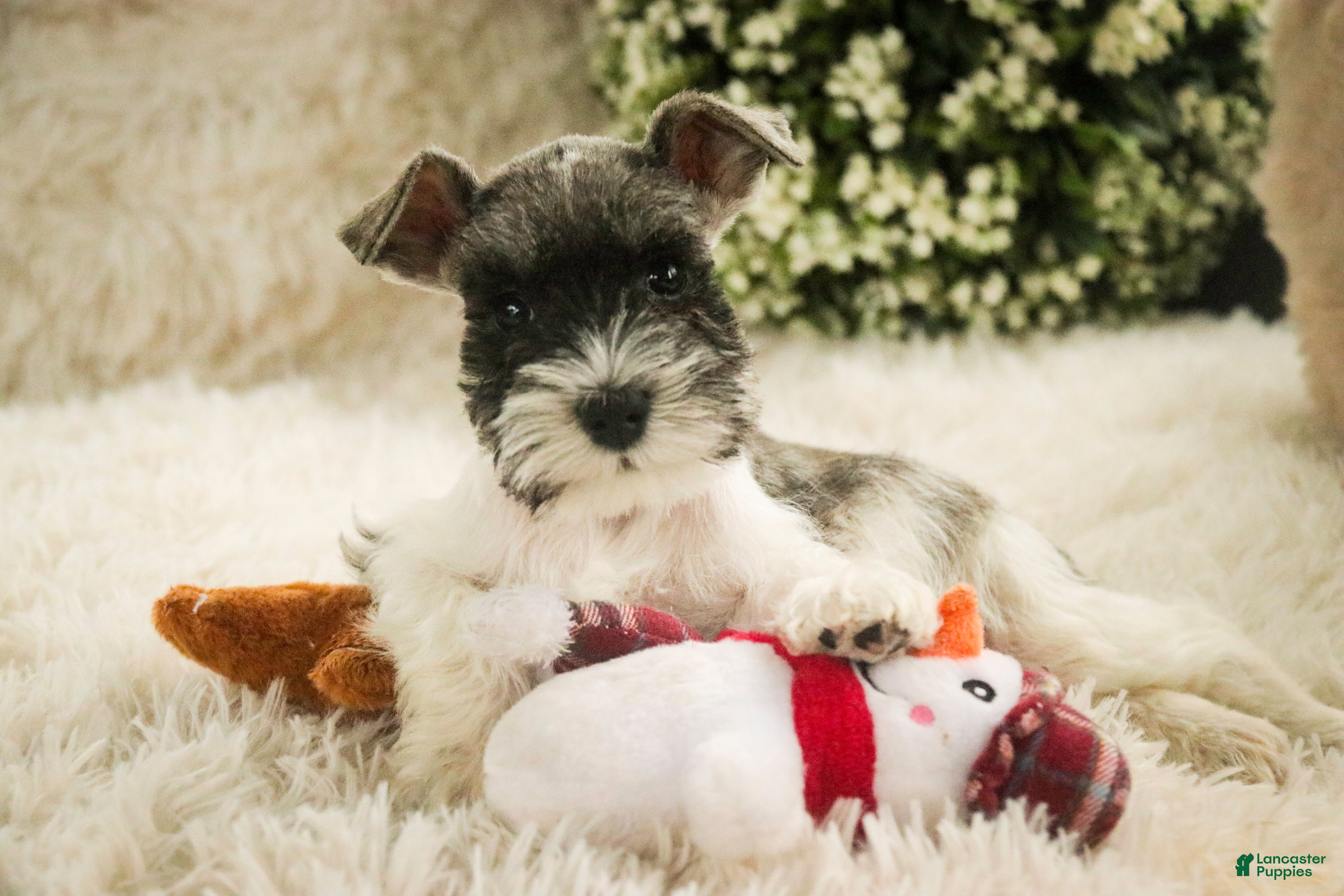 Miniature Schnauzer dogs Max - Ad 31