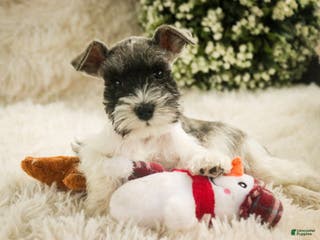 Miniature Schnauzer dogs Max - Ad 31