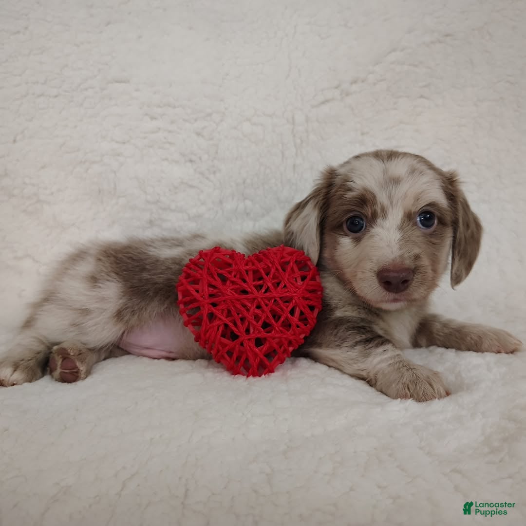 Dachshund dogs Dachshund Puppy 5 - Ad 28