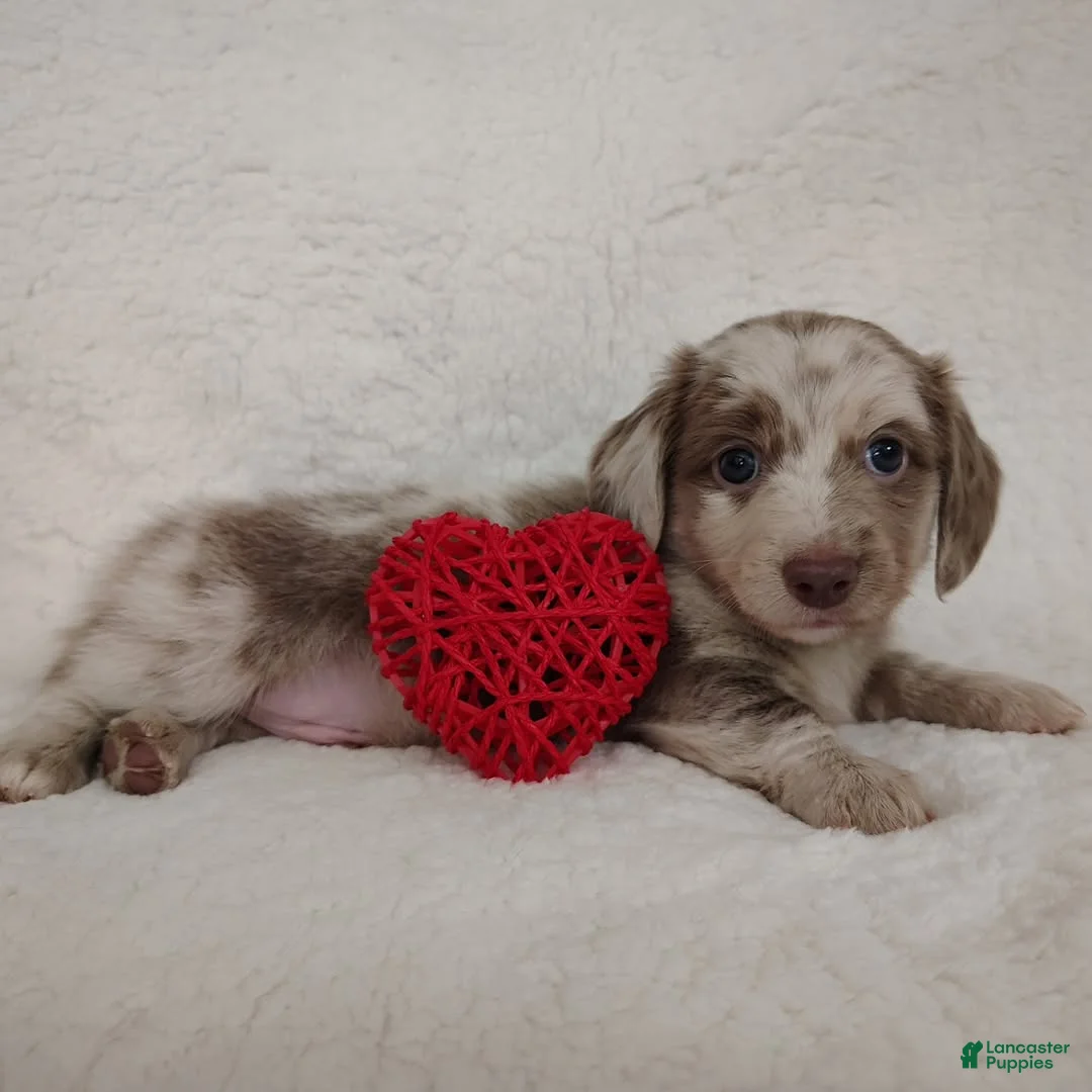 Dachshund dogs for sale: Dachshund Puppy 5 - Ad 1