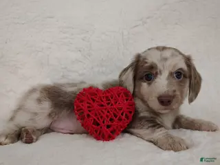 Dachshund dogs Dachshund Puppy 5 - Ad 28