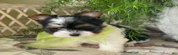 Biewer Terrier dogs for sale: Whisper - Ad 27
