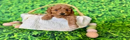 Mini Goldendoodle dogs for sale: Peach Collar  - Ad 6