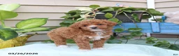 Toy Poodle dogs for sale: Pierre - Ad 4