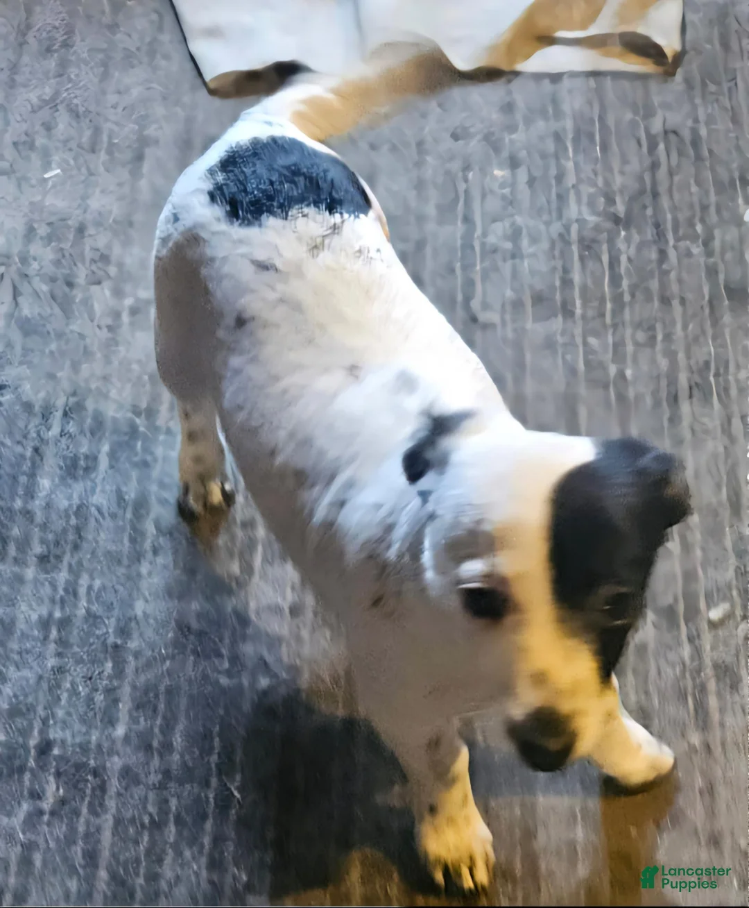 Chihuahua dogs for sale: Billie - Ad 18