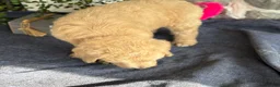 Goldendoodle dogs for sale: Nolan - Ad 3