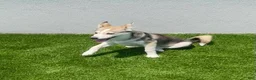 Alaskan Klee Kai dogs for sale: Vermithor (The Bronze Fury) - Ad 13